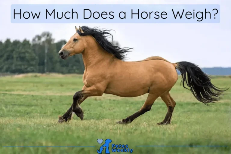 How Much Does a Horse Weigh? Comprehensive Guide