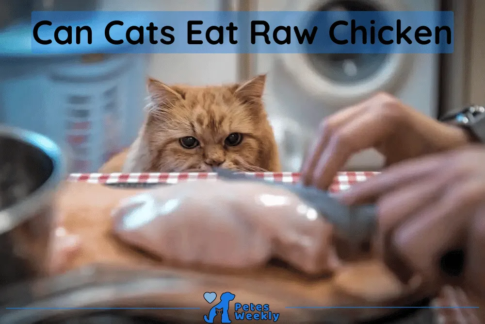 Can Cats Eat Raw Chicken? Exploring the Health Risks and Benefits