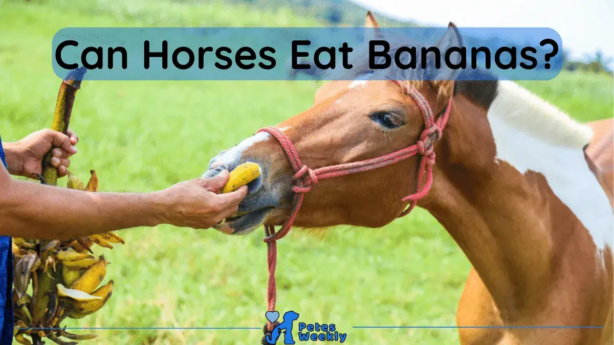 Can Horses Eat Bananas