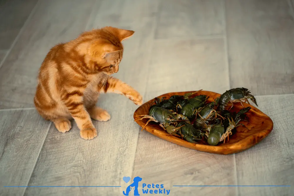 Are cats interested in eating crab meat