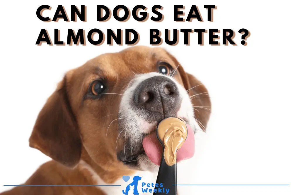 Can Dogs Eat Almond Butter Safely