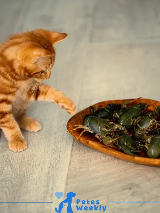 Can Cats Eat Crab Meat? Here’s What You Should Know!