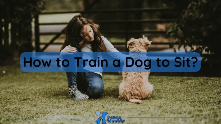 how to train a dog to sit?