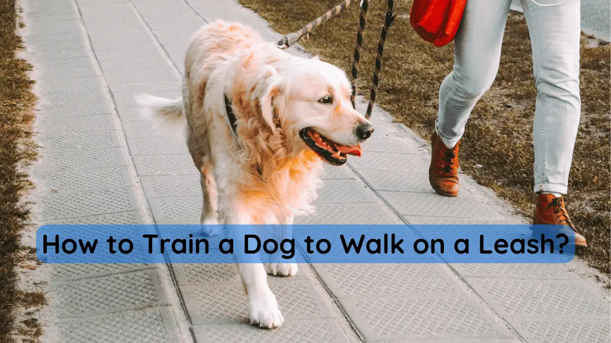 How to Train a Dog to Walk on a Leash?