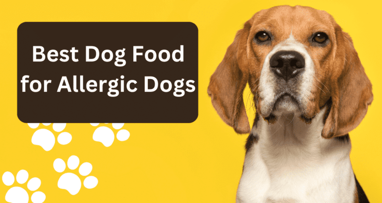 Best Dog Food for Allergic Dogs