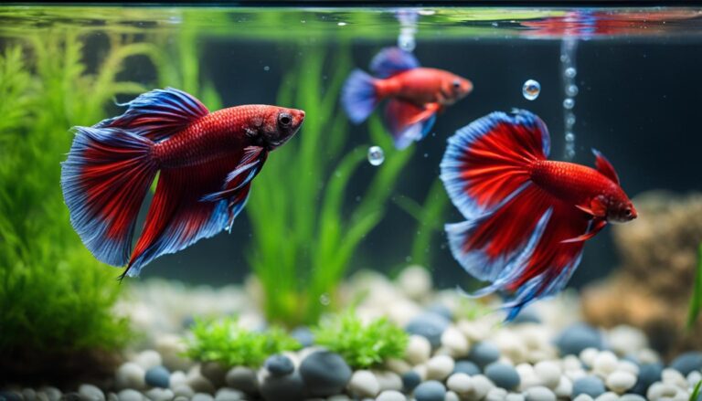 how to acclimate betta fish
