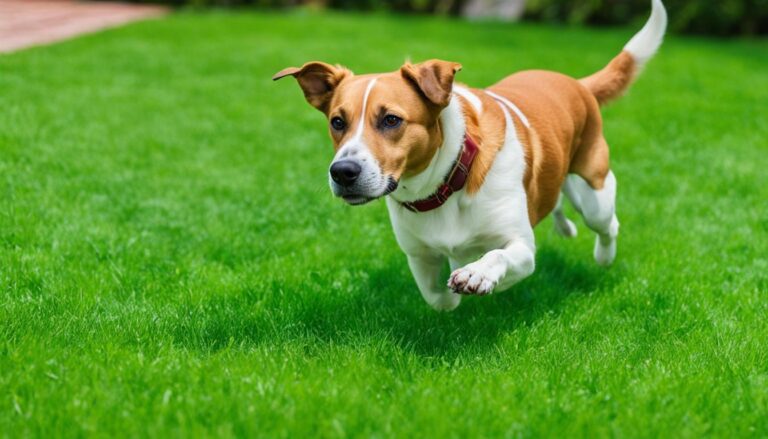 can dogs get fleas from grass